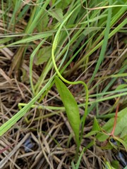 Ophioglossum pusillum image