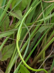 Ophioglossum pusillum