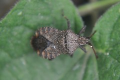 Villasitocoris inconspicuus