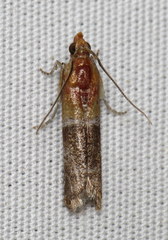 Moodna pallidostrinella