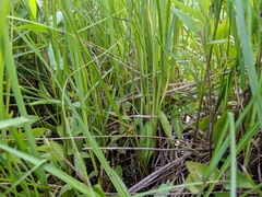 Ophioglossum pusillum image