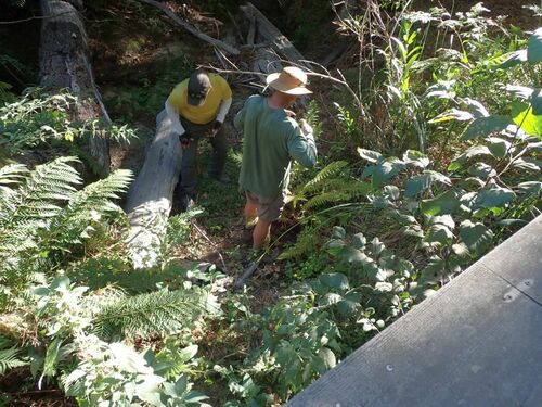 iNaturalist observation photo of western lady fern