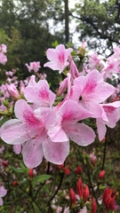 Rhododendron × pulchrum