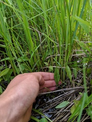Ophioglossum pusillum