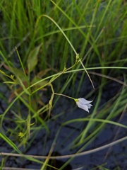 Campanula aparinoides