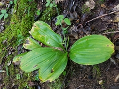 Veratrum parviflorum