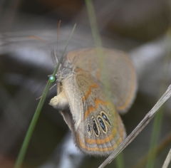 Neonympha areolatus