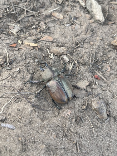 Agaocephala bicuspis