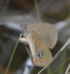 Neonympha areolatus