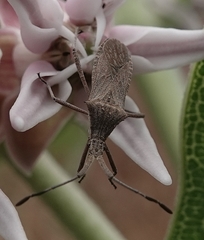 Chariesterus antennator