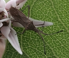 Chariesterus antennator