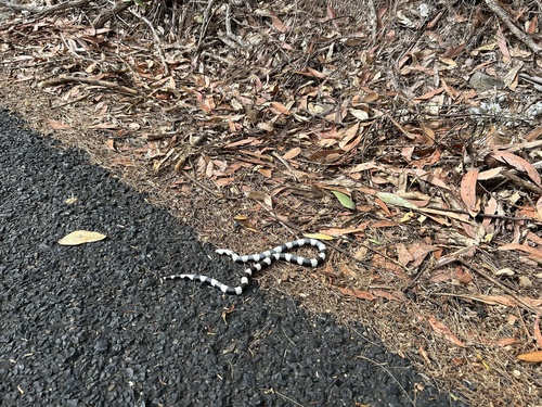 Eastern Bandy Bandy sighting