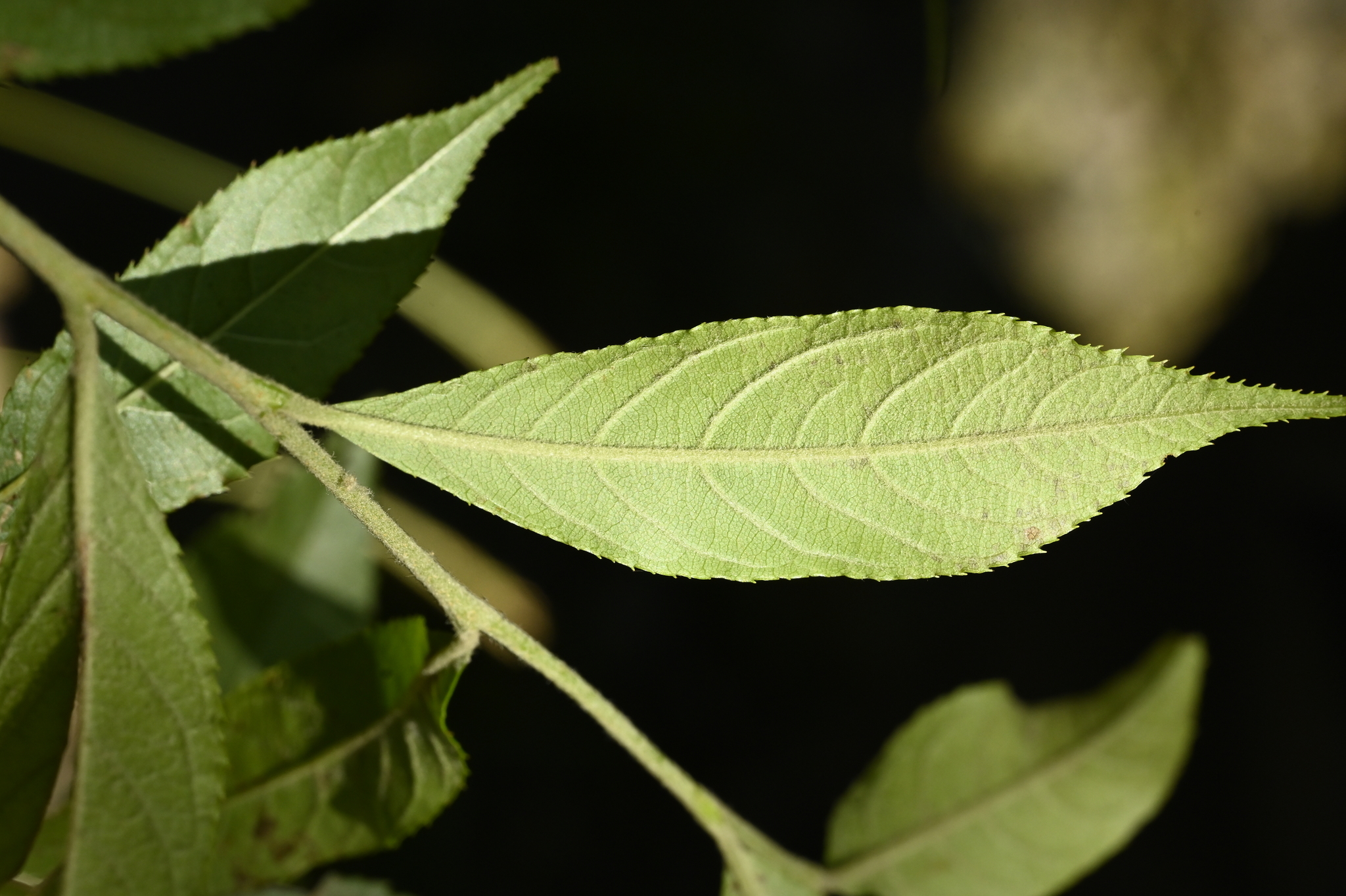 Photinia beauverdiana