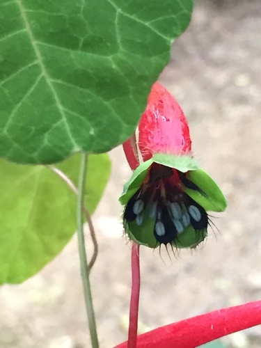Tropaeolum deckerianum (Tropaeolum deckerianum)