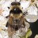 Bare-cheeked Bumble Fly - Photo (c) Ann McKenzie, some rights reserved (CC BY-NC), uploaded by Ann McKenzie