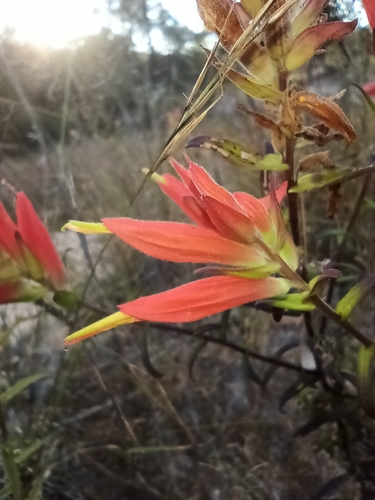 Image of Castilleja tenuiflora by (c) Arturo Castro Castro, some rights reserved (CC BY)