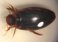 Coptotomus venustus