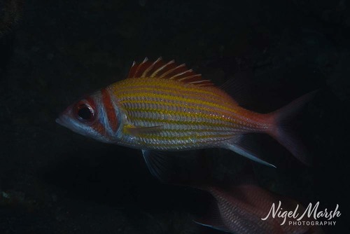 Neoniphon aurolineatus observed 2023-08-14