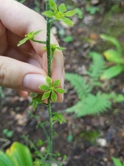 Veratrum parviflorum