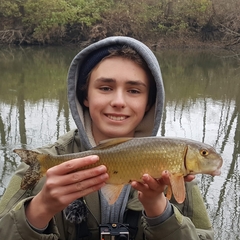 Moxostoma erythrurum