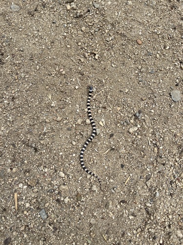 Mosauer’s Ground Snake