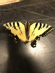 Papilio canadensis