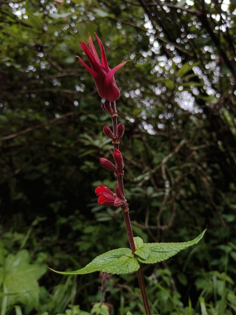 Cardinal Sage from 52045 Méx., México on October 20, 2024 at 01:51 PM ...