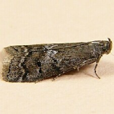 Canarsia