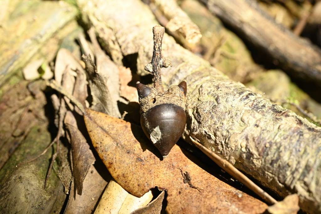 Lithocarpus dodonaeifolius; photograph (c) 曾昱承 Yu-Cheng Zeng, some rights reserved (CC BY)