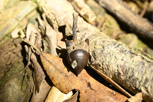 Lithocarpus dodonaeifolius