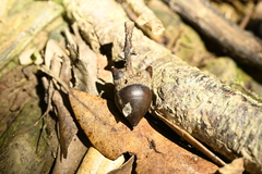 Lithocarpus dodonaeifolius