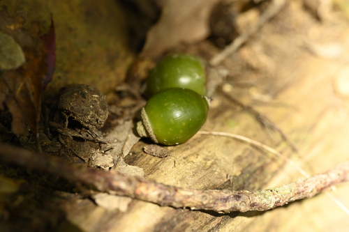 Lithocarpus nantoensis