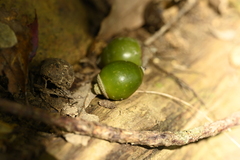 Lithocarpus nantoensis