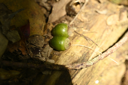 Lithocarpus nantoensis, photograph 1