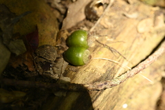 Lithocarpus nantoensis, photograph (c) 曾昱承 Yu-Cheng Zeng, some rights reserved (CC BY)