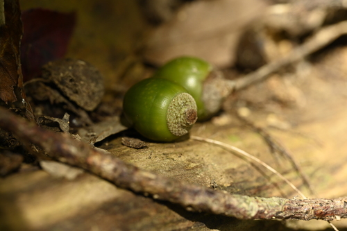 Lithocarpus nantoensis, photograph 2