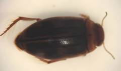Hygrotus nubilus