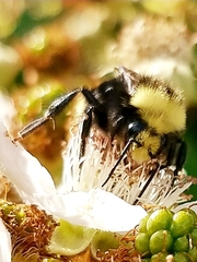 Bombus vosnesenskii