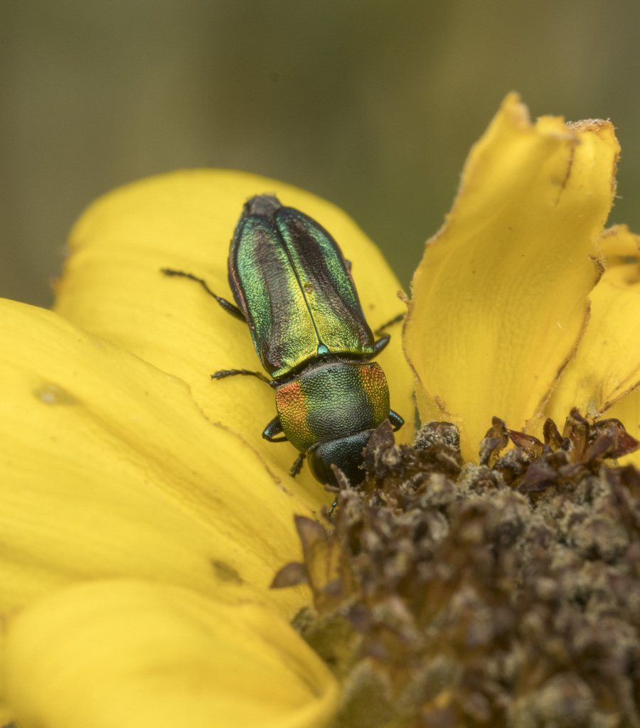 Bilyaxia obscurata