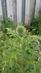 Echinops sphaerocephalus