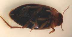 Hygrotus nubilus