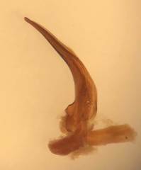 Coptotomus venustus