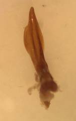 Coptotomus venustus