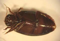 Coptotomus venustus