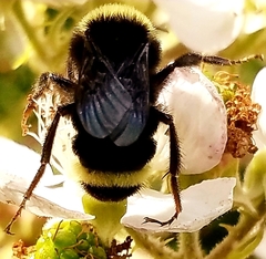 Bombus vosnesenskii
