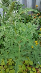 Echinops sphaerocephalus