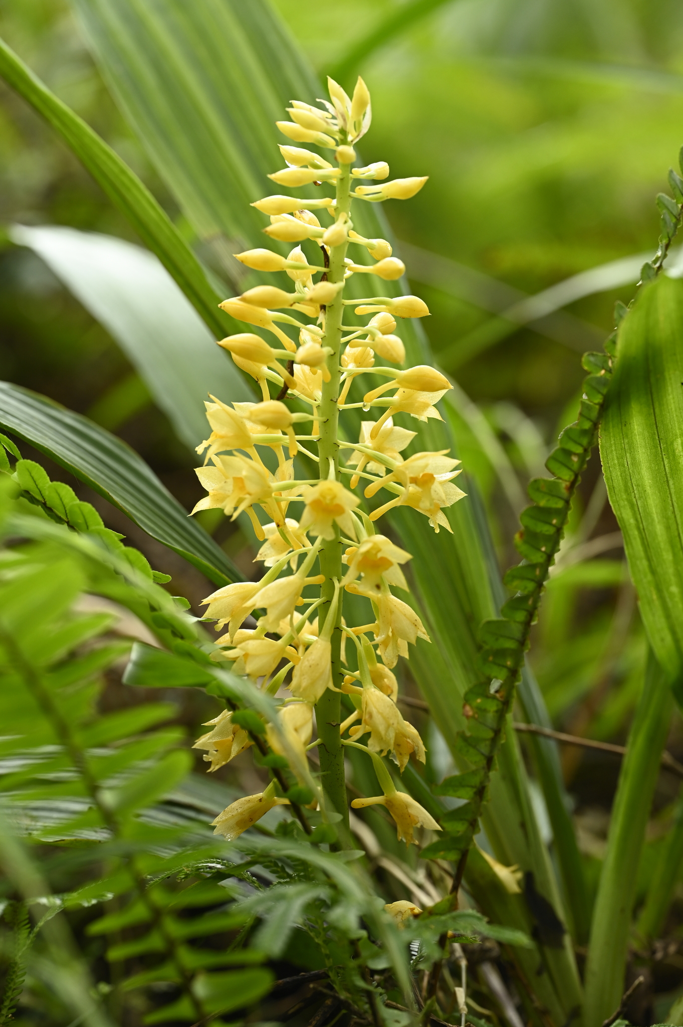 Taiwan Christmas Orchid (Calanthe formosana)