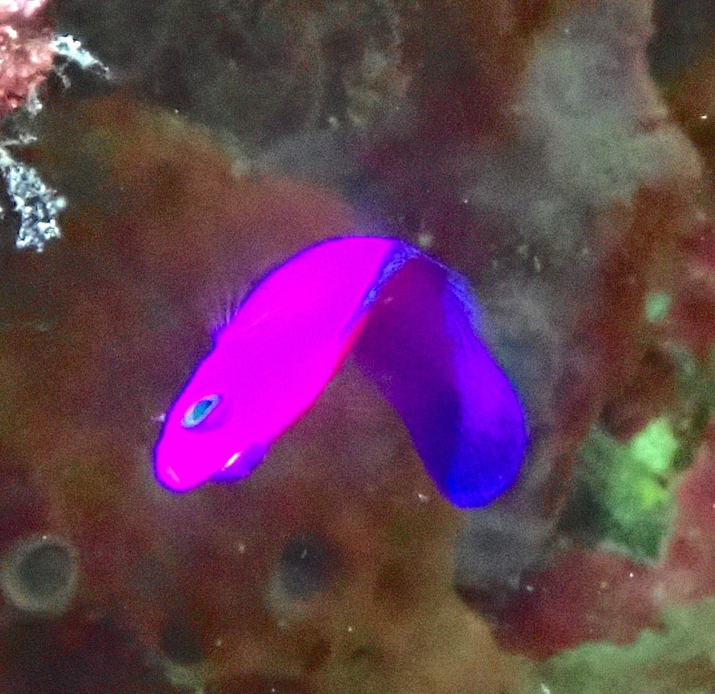 Cerise Dottyback