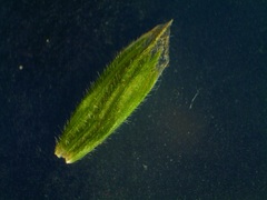 Bromus hordeaceus hordeaceus