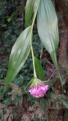 Elleanthus capitatus